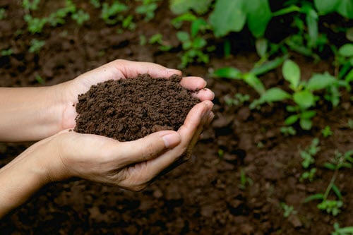 Feeding the Soil with Green Waste