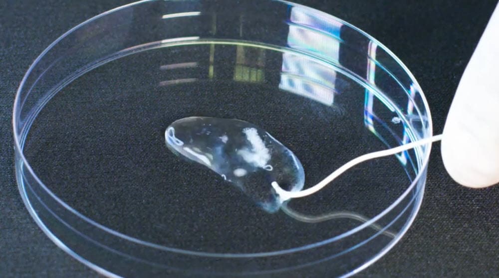 Torpedo Gelatin Foam In-Service