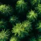 Aerial photo looking down on a forest of green pine and spruce trees